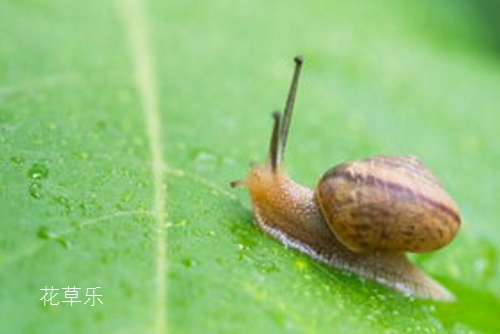 药用和食用价值超高的蜗牛 是益虫还是害虫？